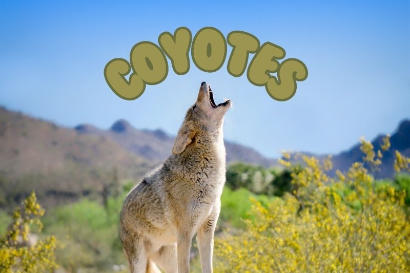 Coyotes in Idaho
