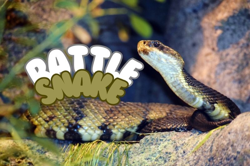 Rattlesnakes In Idaho