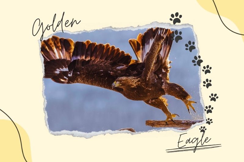 Wyoming's Golden Eagles