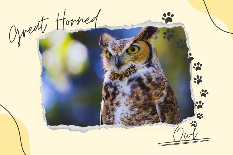 Wyoming's Great Horned Owl