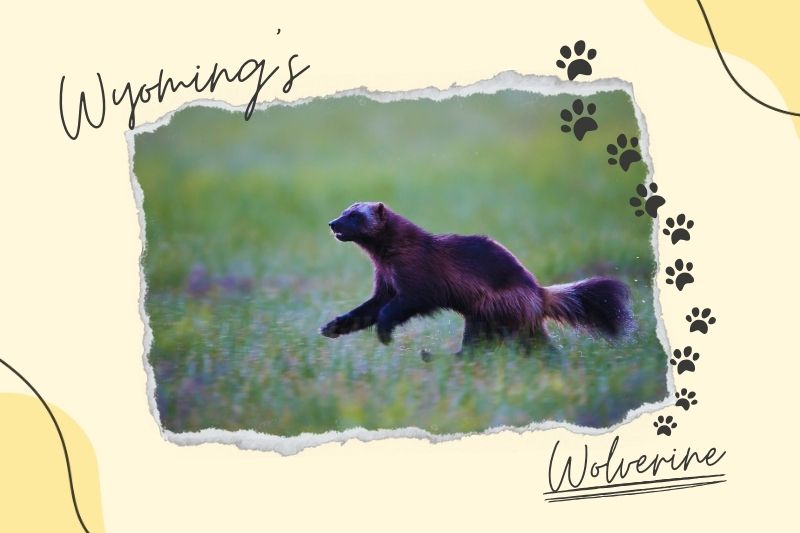 Wyoming's Wolverine