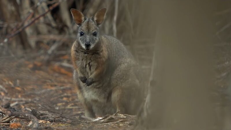 Kangaroo in Australia