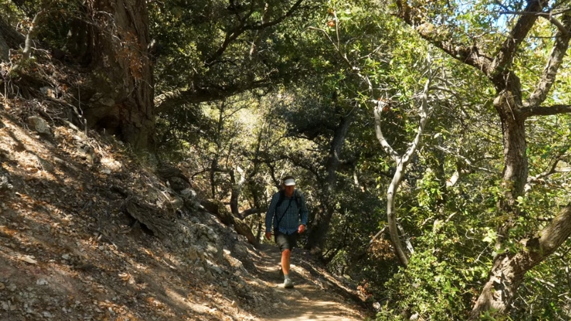 Backpacker Hiking Through a Shaded Forest, Demonstrating Sun Protection Essentials with A Hat and Long Sleeves