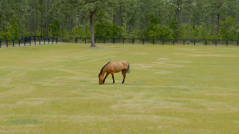 A Horse Grazing in A Vast, Open Field Within Hitchcock Woods, Aiken, South Carolina