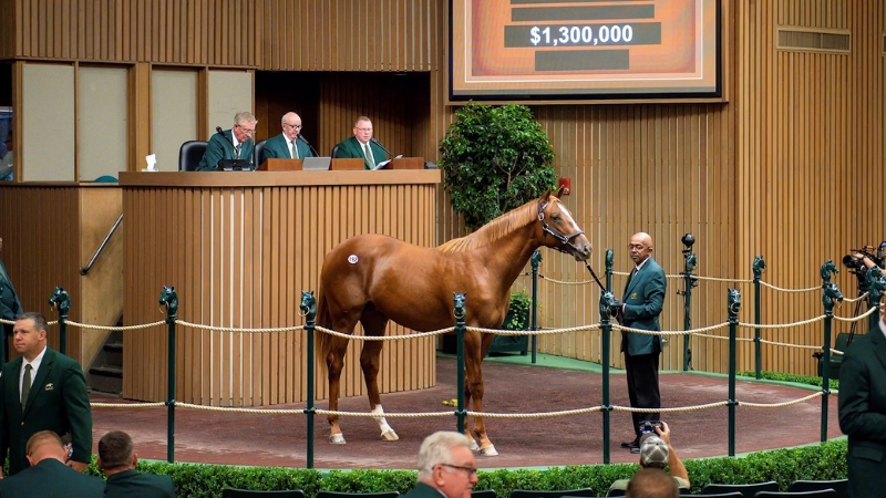 A Horse Being Sold at The Keeneland Auction, with The Bid Displayed at $1,300,000