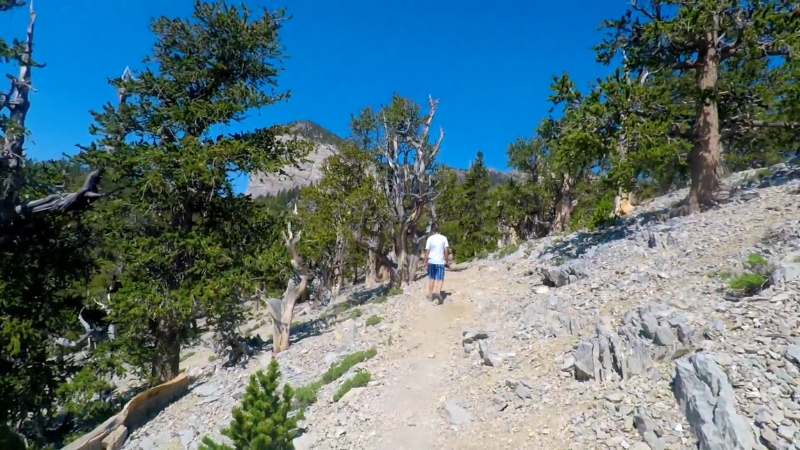 A Hiker Walking Along Mount Charleston’s North Loop Trail, Surrounded by Trees and Rocky Terrain