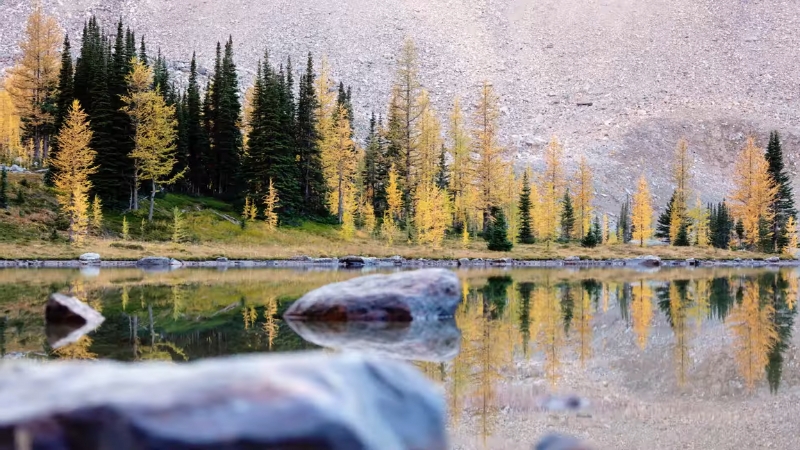 A Reflection of Larch Trees with Golden Leaves in A Lake at Glacier National Park