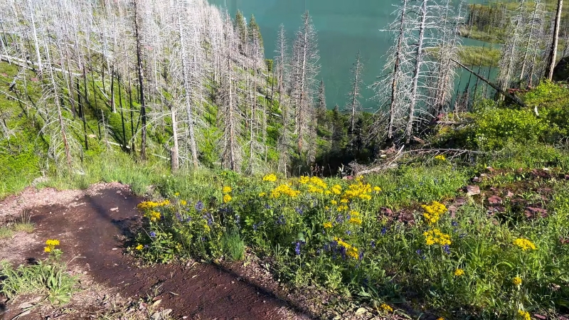 Wildflowers Bloom Near a Lake with Dead Trees in Glacier National Park